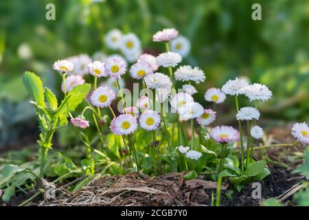 Clusters of blooming white and pink daisies (Bellis perennis) in a flower bed in spring. Stock Photo