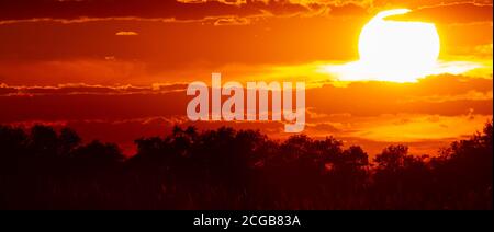 Panoramic photo of setting sun over the forest. Trees are seen as silhouettes and sunset sky is in vibrant red. Clouds have different tones of red to Stock Photo