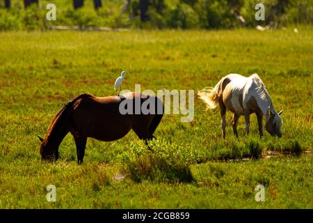 Close up isolated image of a dark brown and a white wild horse grazing on a grassland on Assateague Island. A baby white egret perched on to the brown Stock Photo