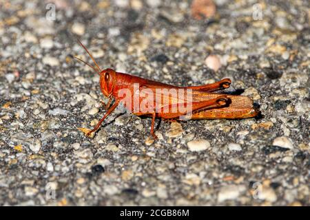 Close up macro lens image of a Carolina Locust (Dissosteira carolina) standing on stone ground. This vibrant red, orange large grasshopper is commonly Stock Photo