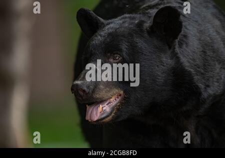 Black Bear Portrai Stock Photo