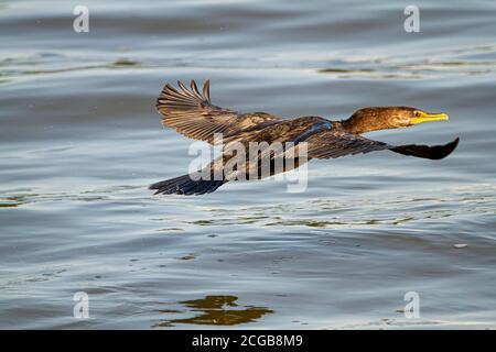 Image of a double crested cormorant (Phalacrocorax auritus) flying over Chesapeake bay. This black water bird lives near lakes and rivers and eats fis Stock Photo