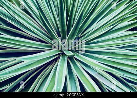 Cactus aloe vera closeup, natural abstract, tropical background Stock Photo
