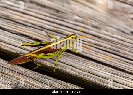 Close up image of an obscure bird grasshopper (Schistocerca obscura) on a wooden bench. This is a green insect with yellow back stripe, striped eyes, Stock Photo