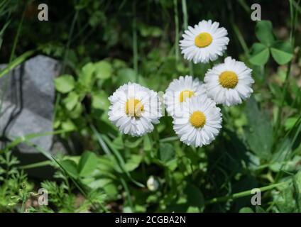 Few blooming white daisies (Bellis perennis) in a flower bed in springtime. Stock Photo