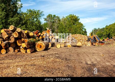 Logging site where trees from nearby forest are chopped and cut into wooden logs. These logs are then made into big piles and an excavator works on it Stock Photo