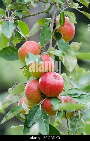 Cider apple 'Stoke Red'. Apples growing on a tree. Malus pumila 'Stoke Red' Stock Photo