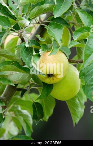 Cider apple 'Golden Ball'. Apples growing on a tree. Malus pumila 'Golden Ball' Stock Photo