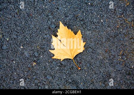 A yellow leaf from a tree lies on the gray asphalt Stock Photo