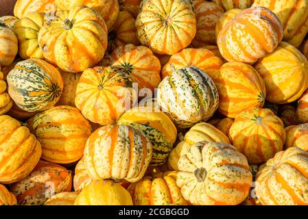 Many pumpkins presented for sale at outdoor market place Stock Photo ...