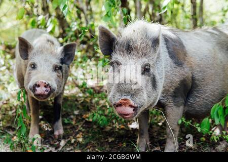 Two wild boar pig pigs in the woods Stock Photo