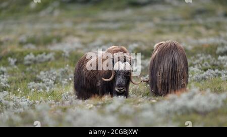 Musk ox (Ovibos moschatus) in Dovre Mountains national park, Norway Stock Photo