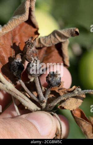 Bacterial burn of fruit trees is caused by pathogenic fungi and bacteria. Leads to death of fruits and trees Stock Photo