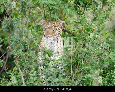 African leopard (Panthera pardus) hiding in bush during hunt, Masai Mara, Kenya Stock Photo