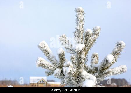 Fluffy coniferous branches of pine tree covered with snow against blue clear sky. Stock Photo