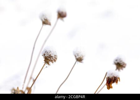 Dry withered flowers covered with brittle snow on cold winter day. Frost on grass. Stock Photo