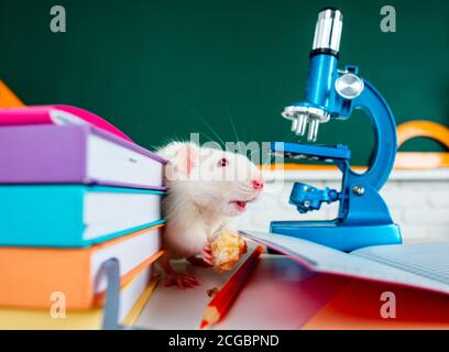 White rat sitting on microscope. Education concept - rat with books in the class, auditorium over chalkboard background. Stock Photo