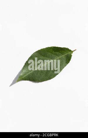 Single leaf of cherry wood on white background Stock Photo