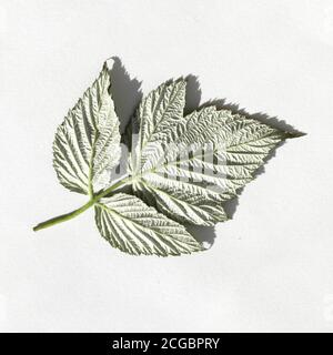 Rubus idaeus, raspberry fresh leaf on white background. reverse side Stock Photo