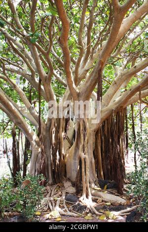 Feigenbaum Stock Photo