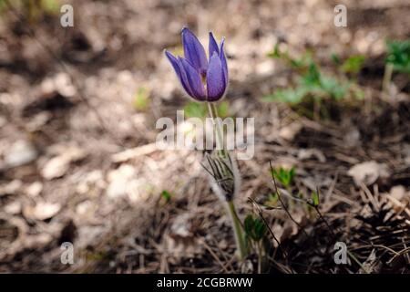 Spring flowers. The bush of the first spring flowers in the forest. Flowers dream grass. Primroses in mountain forest. Stock Photo