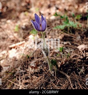 Spring flowers. The bush of the first spring flowers in the forest. Flowers dream grass. Primroses in mountain forest. Stock Photo