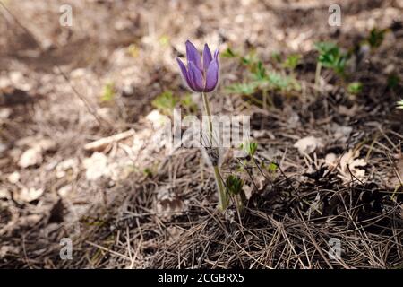 Spring flowers. The bush of the first spring flowers in the forest. Flowers dream grass. Primroses in mountain forest. Stock Photo