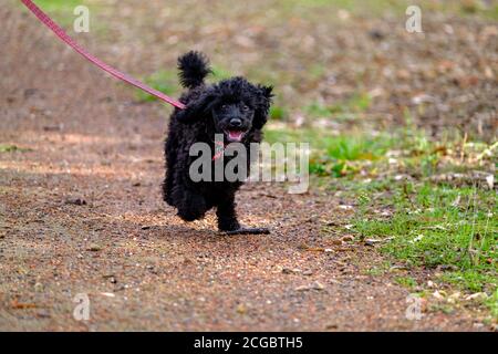 A black miniature poodle puppy running in a park Stock Photo