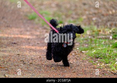 A black miniature poodle puppy running in a park Stock Photo