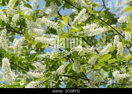 Background of flowering large white inflorescences of common cherry (Prunus padus). Stock Photo