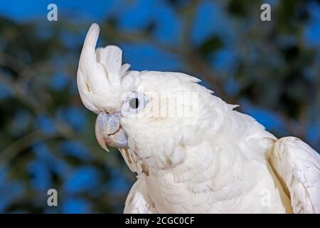 PHILIPPINE COCKATOO OR RED-VENTED COCKATOO cacatua haematuropygia, PORTRAIT OF ADULT Stock Photo