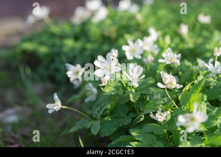 The flowering of wild plants Baikal Anemone (Anemone baicalensis) in early spring - endemic to Siberia and the Baikal region. Stock Photo
