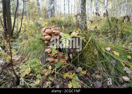 Group of mushrooms Northern honey agaric (Armillaria borealis) grows on a stump against the backdrop of an autumn forest Stock Photo