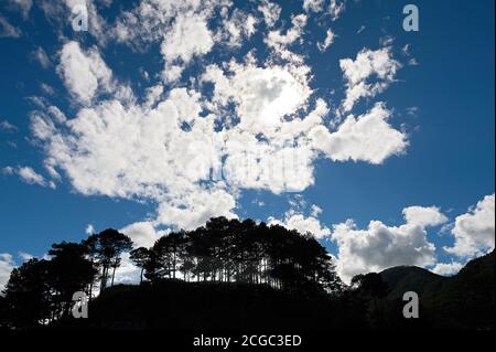 Silhouette of pine tree forest against a blue sky and cloud formations on a mountain near Sagada town, Mountain Province, Luzon, Philippines Stock Photo