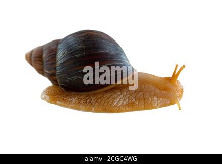 Snail on white background Stock Photo