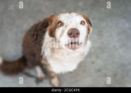 Guilty expression of border collie dog being rebuked for getting muddy Stock Photo