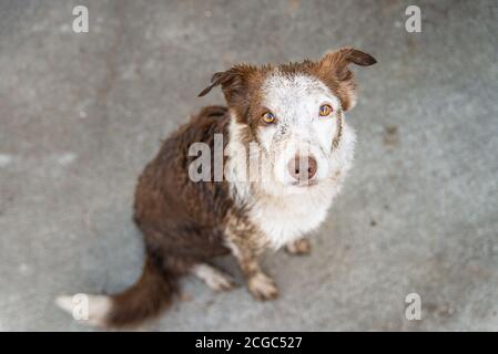 Dirty border collie pet dog after rolling in mud, looking at camera Stock Photo