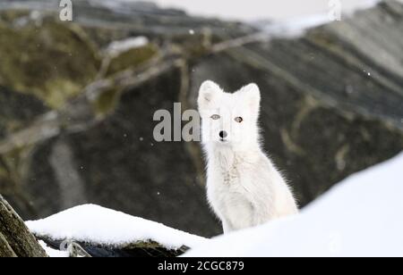Arctic fox cub (Vulpes lagopus) with white fur playing otside den in autumn snow in frosty Dovre mountains, Norway Stock Photo