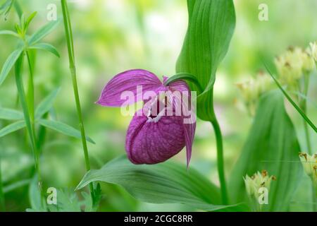 Endangered species wild orchid grandiflora Lady's Slipper (Cypripedium macranthos) in a green forest grass on a sunny day. Stock Photo