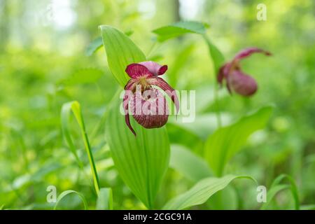 Disappearing view of wild orchid grandiflora Lady's Slipper  (Cypripedium ventricosum) on a green background, in a natural environment. Stock Photo