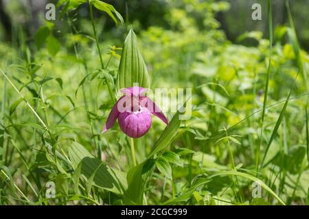 Rare wild orchid grandiflora Lady's Slipper (Cypripedium macranthos) in a green forest grass on a sunny day. Stock Photo