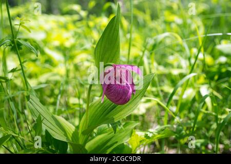 Wild orchid grandiflora Lady's Slipper (Cypripedium macranthos) in a green forest grass on a sunny day. Stock Photo