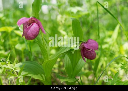 Rare species of wild orchids grandiflora Lady's Slipper (Cypripedium macranthos) grows in the forest grass. Stock Photo