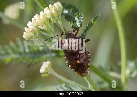 Rotbeinige Baumwanze, Pentatoma rufipes, forest bug, red-legged shieldbug, La punaise à pattes rousses, la punaise des bois, Baumwanzen, Pentatomidae Stock Photo