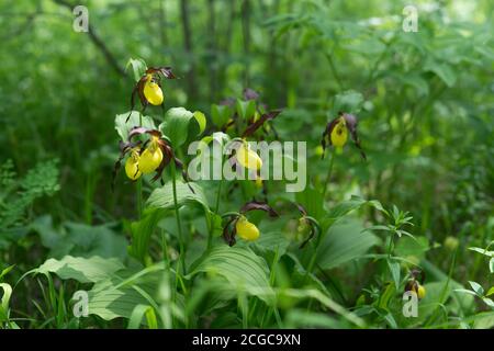 Bush  of rare specieswild yellow orchids grandiflora Lady's Slipper (Cypripedium calceolus) in the forest. Stock Photo