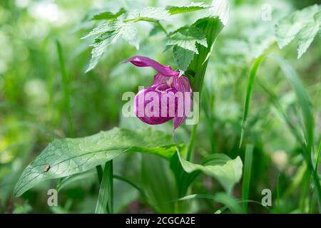 Rare species of wild orchids grandiflora Lady's Slipper (Cypripedium macranthos) on a green background, in the forest. Stock Photo