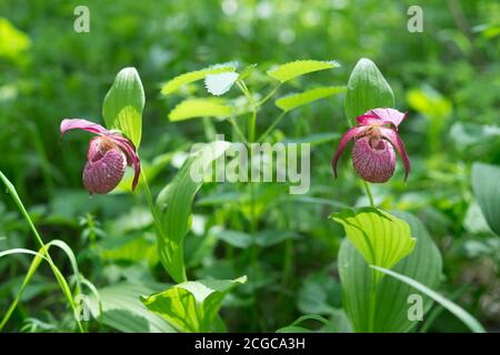 Disappearing view of wild orchid grandiflora Lady's Slipper  (Cypripedium ventricosum) on a green background, in a natural environment. Stock Photo
