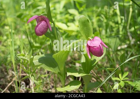 Two rare species of wild orchids grandiflora Lady's Slipper (Cypripedium macranthos) grows  in the forest grass. Stock Photo