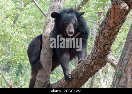 Indian Sloth bear (Melursus ursinus) Stock Photo