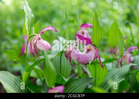 Group rare species of wild orchids grandiflora Lady's Slipper (Cypripedium ventricosum) against the background of green grass. Stock Photo